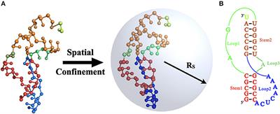 Salt-Dependent RNA Pseudoknot Stability: Effect of Spatial Confinement